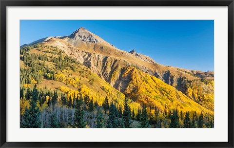 Framed Aspen tree on a mountain, Coal Bank Pass, San Juan National Forest, Colorado, USA Print