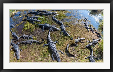 Framed Alligators along the Anhinga Trail, Everglades National Park, Florida, USA Print