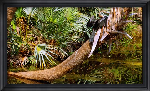 Framed Oriental darter (Anhinga melanogaster) on a tree, Boynton Beach, Palm Beach County, Florida, USA Print