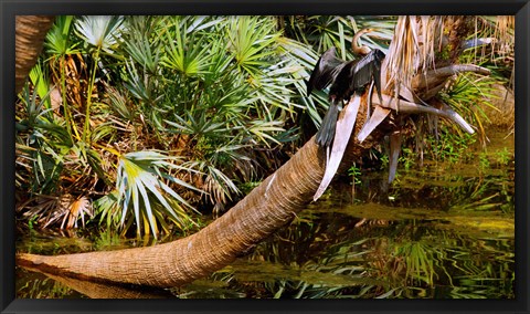 Framed Oriental darter (Anhinga melanogaster) on a tree, Boynton Beach, Palm Beach County, Florida, USA Print