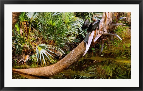 Framed Oriental darter (Anhinga melanogaster) on a tree, Boynton Beach, Palm Beach County, Florida, USA Print