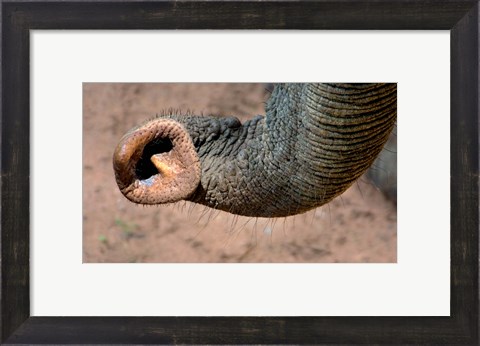 Framed African elephant, (Loxodonta africana), Elephant Trunk, Samburu National Reserve, Kenya Print