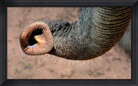 Framed African elephant, (Loxodonta africana), Elephant Trunk, Samburu National Reserve, Kenya Print