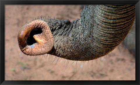 Framed African elephant, (Loxodonta africana), Elephant Trunk, Samburu National Reserve, Kenya Print