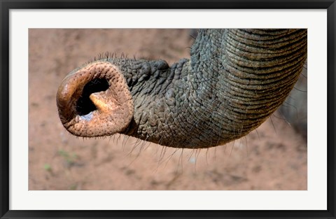 Framed African elephant, (Loxodonta africana), Elephant Trunk, Samburu National Reserve, Kenya Print