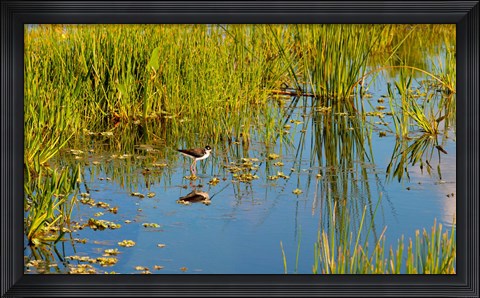 Framed Reflection of a bird on water, Boynton Beach, Florida, USA Print