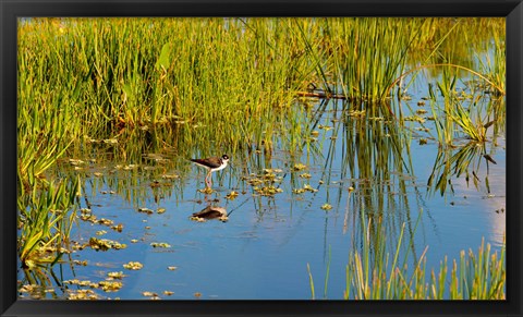 Framed Reflection of a bird on water, Boynton Beach, Florida, USA Print