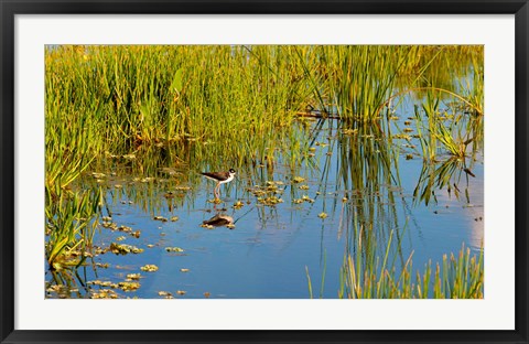 Framed Reflection of a bird on water, Boynton Beach, Florida, USA Print