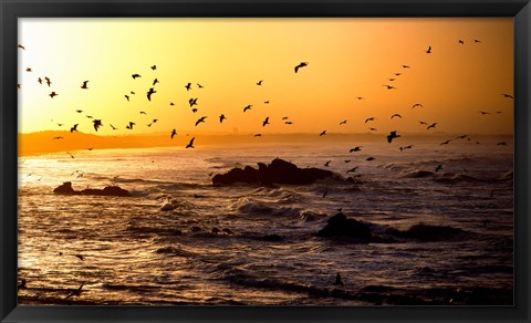 Framed Flock of seagulls fishing in waves at sunset, Morbihan, Brittany, France Print