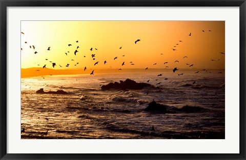 Framed Flock of seagulls fishing in waves at sunset, Morbihan, Brittany, France Print