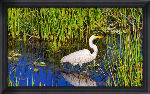 Framed Reflection of white crane in pond, Boynton Beach, Florida, USA Print
