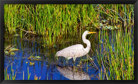 Framed Reflection of white crane in pond, Boynton Beach, Florida, USA Print