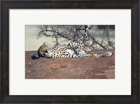 Framed Cheetah, Ndutu, Ngorongoro, Tanzania Print