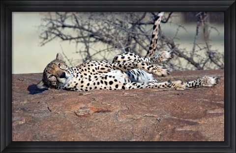 Framed Cheetah, Ndutu, Ngorongoro, Tanzania Print