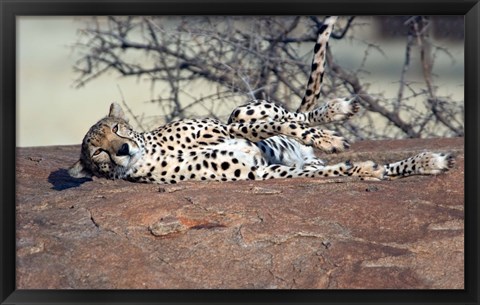 Framed Cheetah, Ndutu, Ngorongoro, Tanzania Print