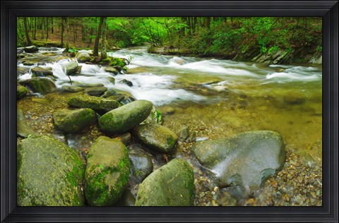 Framed Stream following through a forest, Little River, Great Smoky Mountains National Park, Tennessee, USA Print