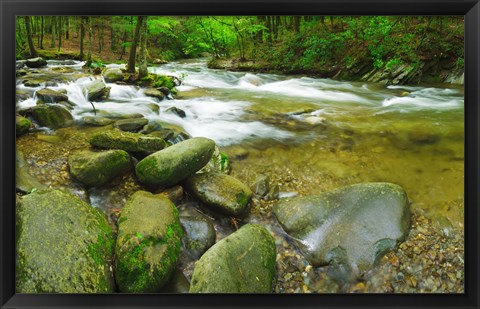 Framed Stream following through a forest, Little River, Great Smoky Mountains National Park, Tennessee, USA Print