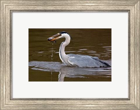 Framed Grey Heron, Kenya Print