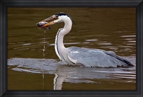 Framed Grey Heron, Kenya Print