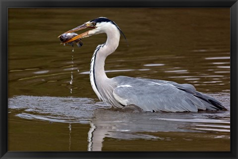 Framed Grey Heron, Kenya Print