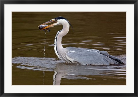 Framed Grey Heron, Kenya Print