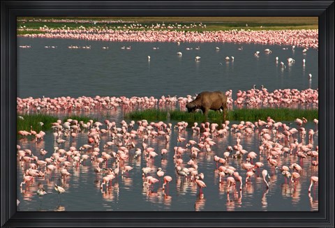 Framed Cape Buffalo Grazing among Flamingos Print