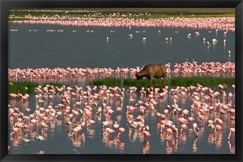 Framed Cape Buffalo Grazing among Flamingos Print