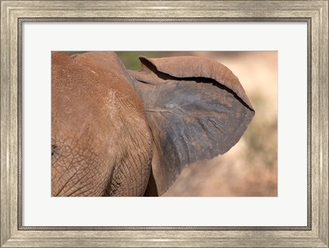 Framed African elephant, (Loxodonta africana), Elephant Ear, Samburu National Reserve, Kenya Print