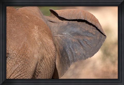 Framed African elephant, (Loxodonta africana), Elephant Ear, Samburu National Reserve, Kenya Print