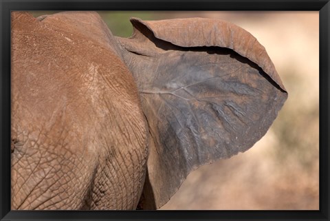 Framed African elephant, (Loxodonta africana), Elephant Ear, Samburu National Reserve, Kenya Print