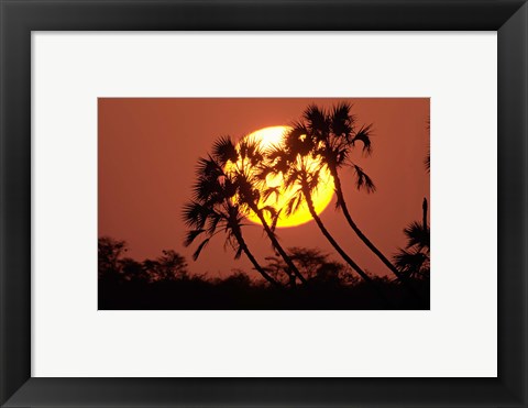 Framed Sunrise behind silhouetted trees, Kenya, Africa Print