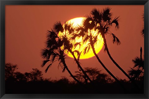 Framed Sunrise behind silhouetted trees, Kenya, Africa Print