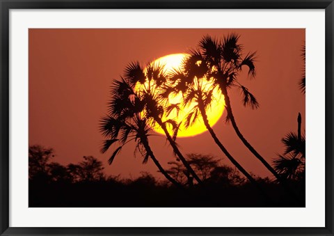 Framed Sunrise behind silhouetted trees, Kenya, Africa Print