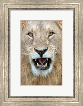 Framed Close-up of a lion (Panthera leo) yawning, Masai Mara National Reserve, Kenya Print