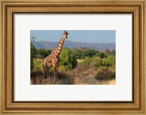 Framed Giraffe walking across plain, Kenya Print
