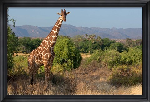 Framed Giraffe walking across plain, Kenya Print
