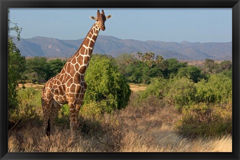 Framed Giraffe walking across plain, Kenya Print