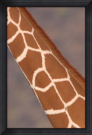 Framed Reticulated giraffe (Giraffa camelopardalis reticulata) neck, Samburu National Park, Rift Valley Province, Kenya Print