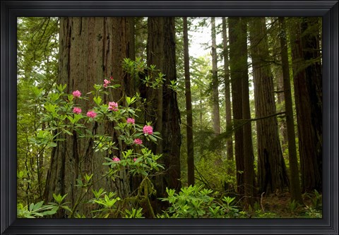 Framed Redwood trees and rhododendron flowers in a forest, Del Norte Coast Redwoods State Park, Del Norte County, California, USA Print