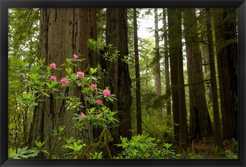 Framed Redwood trees and rhododendron flowers in a forest, Del Norte Coast Redwoods State Park, Del Norte County, California, USA Print