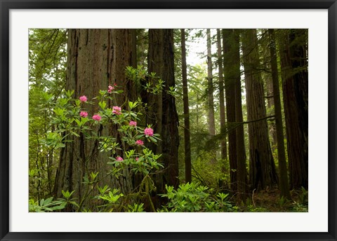 Framed Redwood trees and rhododendron flowers in a forest, Del Norte Coast Redwoods State Park, Del Norte County, California, USA Print