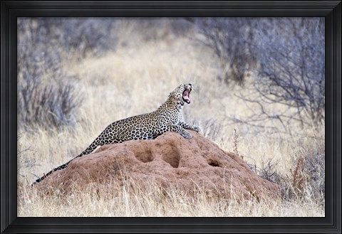 Framed Leopard (Panthera pardus) yawning on a termite mound, Kenya Print
