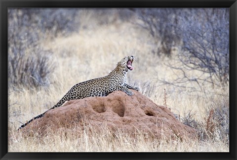 Framed Leopard (Panthera pardus) yawning on a termite mound, Kenya Print