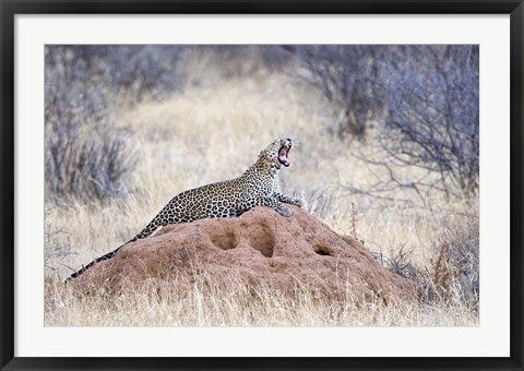 Framed Leopard (Panthera pardus) yawning on a termite mound, Kenya Print