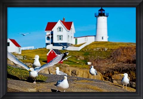 Framed Seagulls at Nubble Lighthouse, Cape Neddick, York, Maine, USA Print