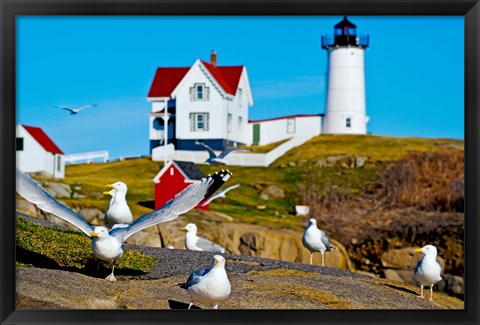 Framed Seagulls at Nubble Lighthouse, Cape Neddick, York, Maine, USA Print