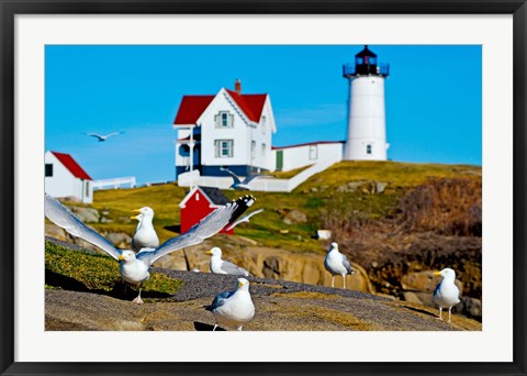 Framed Seagulls at Nubble Lighthouse, Cape Neddick, York, Maine, USA Print