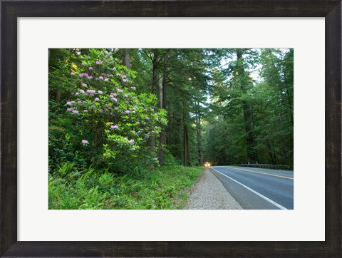 Framed Redwood trees and Rhododendron flowers in a forest, U.S. Route 199, Del Norte County, California, USA Print