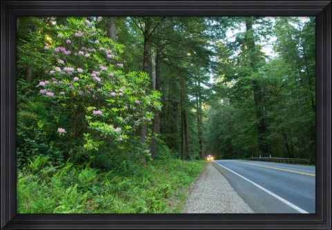 Framed Redwood trees and Rhododendron flowers in a forest, U.S. Route 199, Del Norte County, California, USA Print