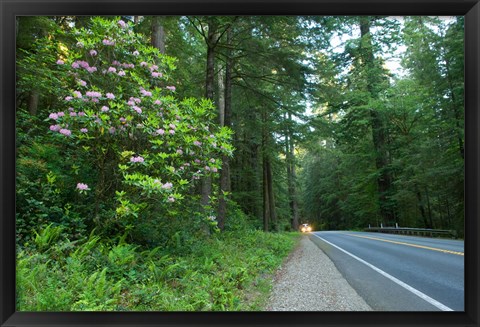 Framed Redwood trees and Rhododendron flowers in a forest, U.S. Route 199, Del Norte County, California, USA Print